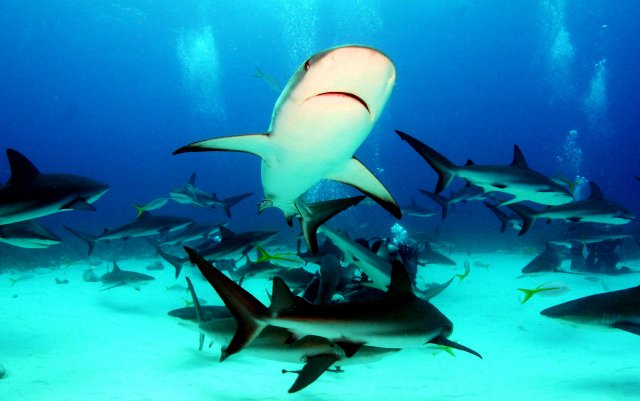 Detienen barco con 30 tiburones en Reserva de las Islas Galápagos. 