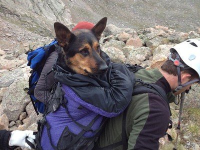 Escalador enfrenta juicio por abandonar a perra en montaña. Scott Wasburn,un escalador nacido en Denver, se encontraba en la cima del Monte Bierstandt cuando encontró a Missy, herida y abandonada por su dueño y la rescató.