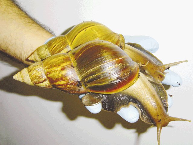Atrapan 78 mil caracoles gigantes. Estos caracoles son de los más dañinos en el mundo. AP.