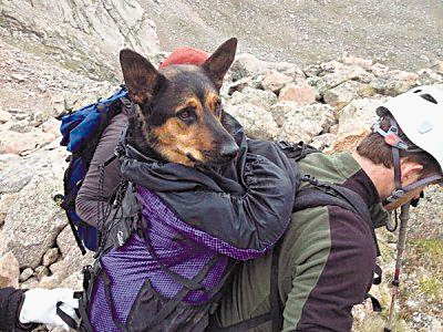 Escalador enfrenta juicio por abandonar a perra en montaña. Scott Wasburn,un escalador nacido en Denver, se encontraba en la cima del Monte Bierstandt cuando encontró a Missy, herida y abandonada por su dueño y la rescató.
