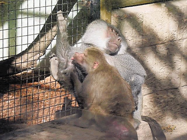 Zoológico trata de controlar crecimiento de colonia de monos. Especie Papio hamadryas. Internet.