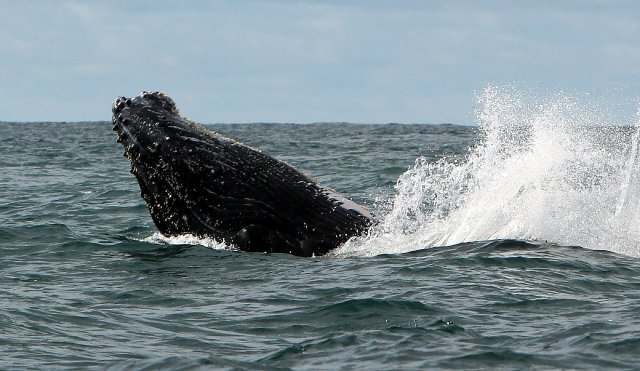 La irrupción de las ballenas jorobadas en el Pacífico colombiano. 