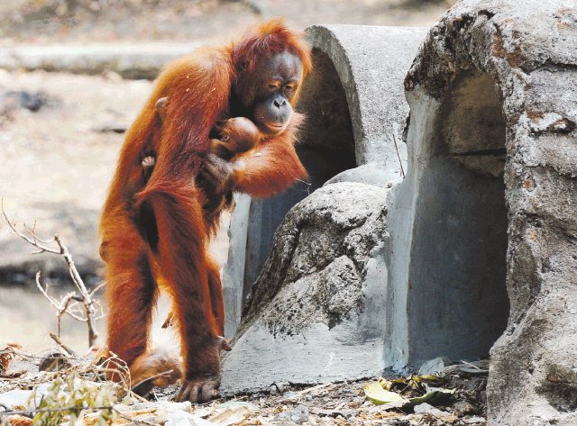 Tori, orangutana fumadora, dio a luz. Tori con su hijo. AFP.